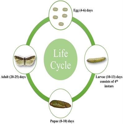 Biology, classification, and entomopathogen-based management and their mode of action on Tuta absoluta (Meyrick) in Asia